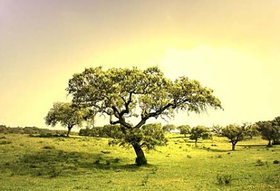 Fototapeta Sunset and Tree 5448